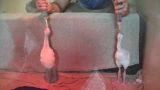 Baby Flamingos Feeding At Busch Gardens Tampa