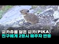 피카츄 닮은 피카의 숨겨온 2행시 실력