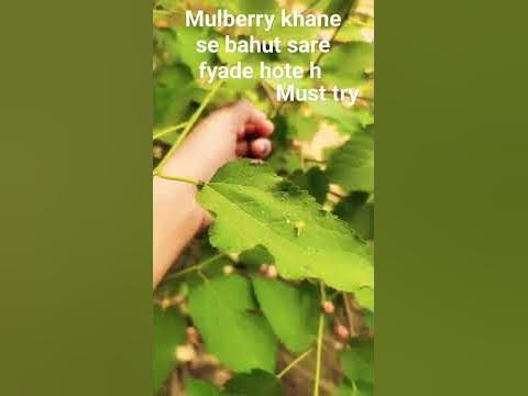 mulberry fruit - YouTube