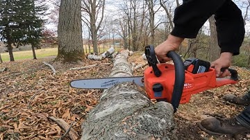 Cutting down a tree with a M18 FUEL Milwaukee chainsaw