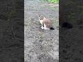 1 прогулка = 1 сюрприз? Нет, спасибо #блохинет #котозащищён #котыиграют #летобезблох