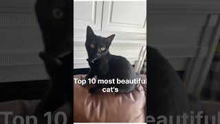 Top most beautiful cat's breeds in the world  #shorts #virelshorts