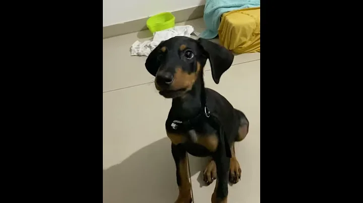 Doberman barking|learning speak command