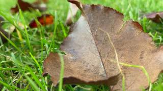 Autumn Leaves Falling Blowing Windy Fall Day   Relaxing Ambience FREE Stock Footage