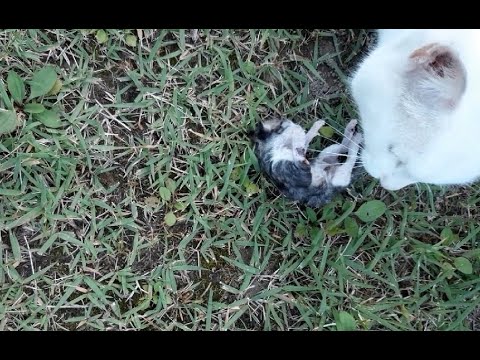 My cat killed a kitten... I don't know why