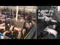 Agriculture: Minnesota Livestock Farmers, Pork Production