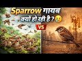 "Why Sparrow is Disappearing? 😳 | Shocking Truth"👉 "Sparrow की population कम क्यों हो रही है? 💔"