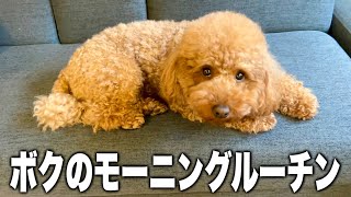 朝の時間を全て愛犬に捧げる独身男。【優男】