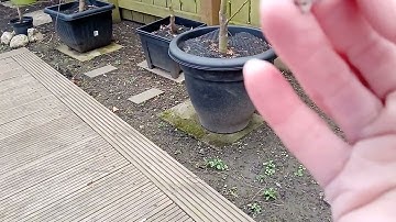 Die-back Pruning For Beginners - Example 6