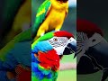 Le perroquet polyglotte qui exprimait sa gratitude
