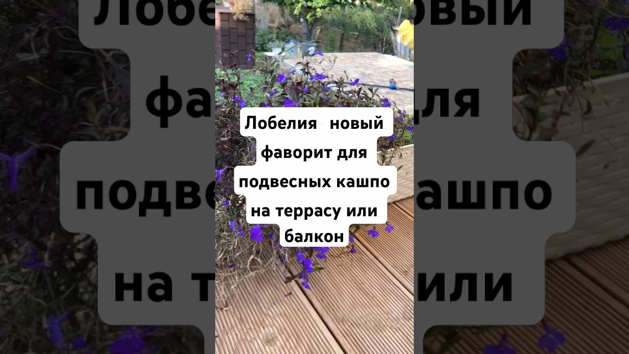 Лобелия. Мой новый фаворит для подвесных кашпо на террасу или балкон 