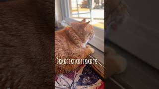 He Sees A Bird Outside, I Know He’s Gonna Scream 🗣️| Ekekekkekkek