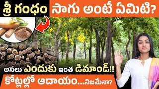 అధిక ఆదాయం తెచ్చే వ్యవసాయ పద్ధతి ఇది! | శ్రీ గంధం సాగు – Demand ఎందుకు అంతగా ఉంది? | Sirisha Kandula