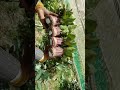 قات الاماكن جحاشه مالك الجشيبي 715701196 715163125 ابو وايل قات الاماكن جحاشه مالك الجشيبي 715701196 715163125 ابو وايل