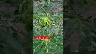 PAPAYA में कैसे आया Leaf Curl Virus|| Management of Papaya Leaf Curl Virus|| PAPAYA Farming||