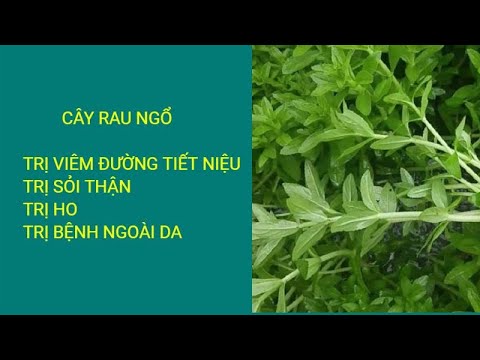 #1 Trị viêm đường tiết niệu, trị ho, trị sỏi thận, trị viên ngoài da, tác dụng của cây rau ngổ Mới Nhất