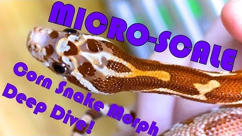 MICROSCALE Corn snakes PLUS Cool Announcement!! Corn Snake Morph Deep Dive 28