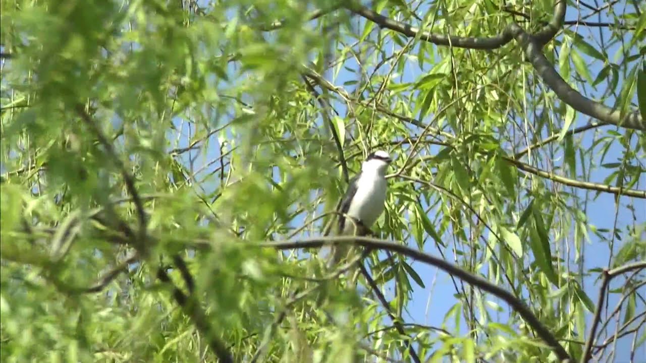 野鳥撮影・ サンショウクイ Ashy minivet 