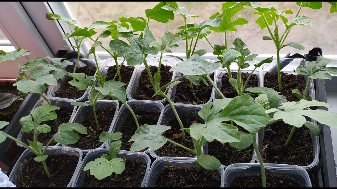 когда сажать арбузы на рассаду в 2024. рассада арбуза. когда сажать арбузы на рассаду в 2024. когда будут арбузы. рассада арбуза бедуин.