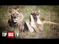 Family Of Lions Rescued From Romanian Zoo - Wild Animal Rescue