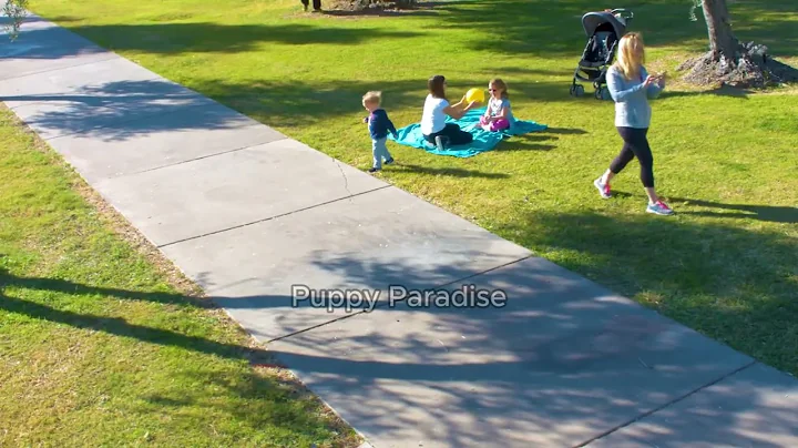 Dog Training | Dog saves child from being kidnapped