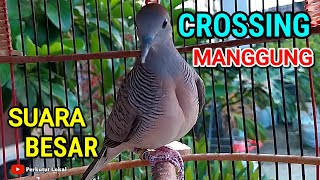 Suara Perkutut Crossing Gacor Paling Bagus Untuk MASTERAN Langsung GACOR #perkututcrossinggacor