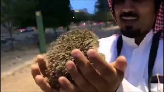 القنفذ  العدو المرعب للأفاعي  صديق الانسان  Arabia's Hedgehogs