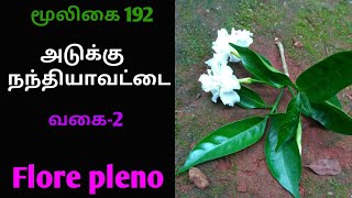 அடுக்கு நந்தியாவட்டை|Adukku Nanthiyaavattai flower|Flore pleno|Alasal