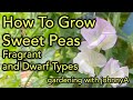How To Grow Fragrant Sweet AND Dwarf Sweet Peas From Seed - With Results