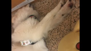 How To Train Your Dog Not To Trample You