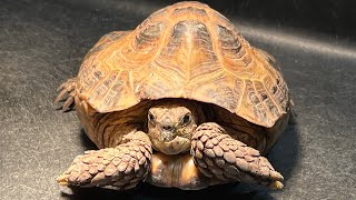 Keeping Russian horsfield tortoises in the UK - meeting Louie to rescue tortoise@tortoise_matters