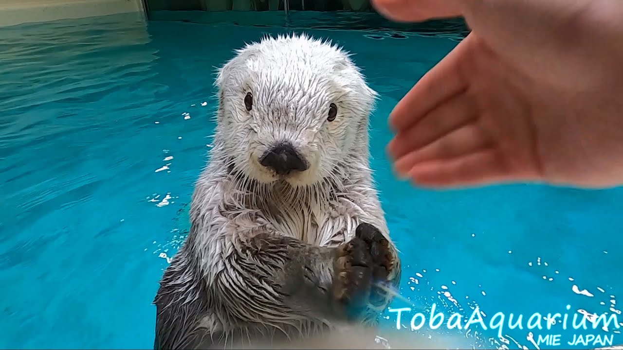 鳥羽水族館 ラッコのメイちゃんの可愛いとこどり Youtube