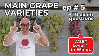 Main White & Red Grape Varieties 🍇 WSET Level 1 in Wines: Episode #5