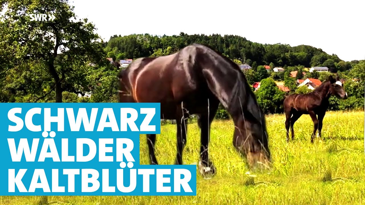 Wird das schwarze Fohlen mal ein Deckhengst? Pferdezucht von Schwarzwälder Kaltblütern