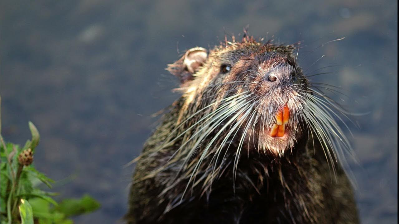 Beaver sound effect, beaver calling, the natural animal sounds, beaver