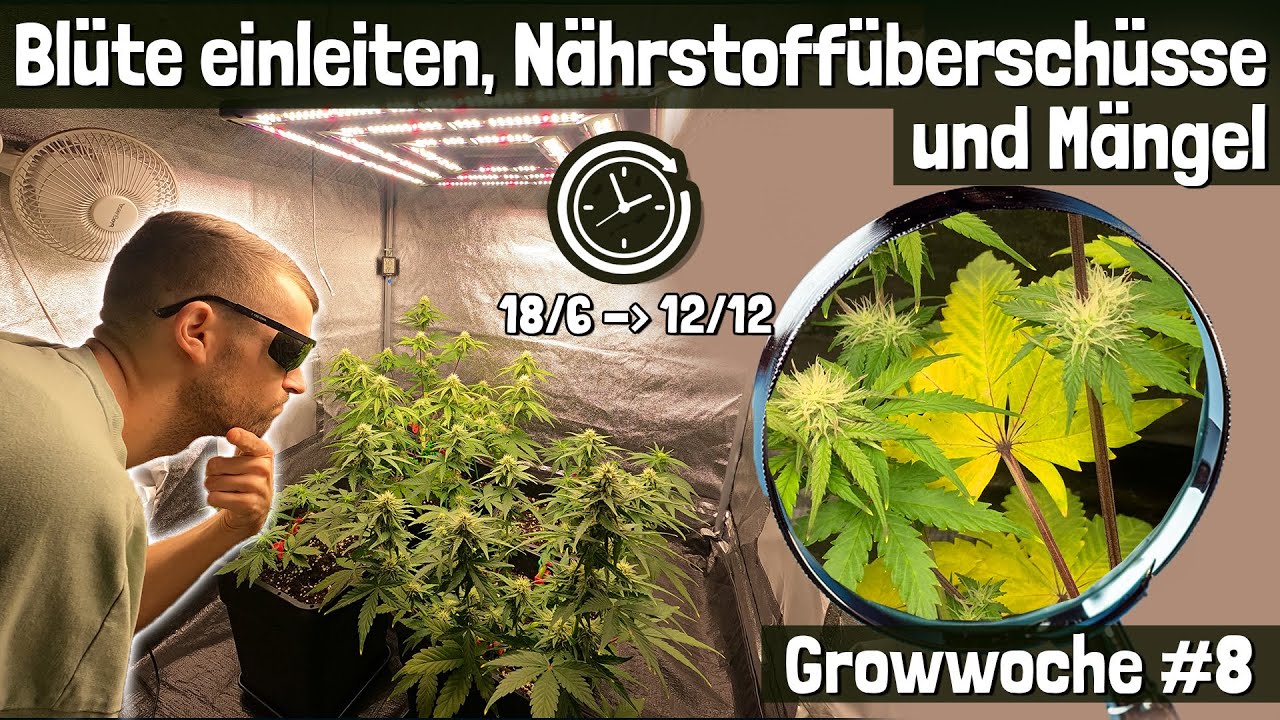 Photoperiodische in Blüte schicken + Nährstoffprobleme beobachten: Growwoche 8