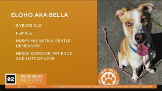 National Pet Day: Furry best friends up for adoption