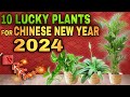 Dapat meron ka nito sa chinese new year 2024  top 10 lucky plants for chinese new year 2024