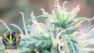 Kush: The Legendary Building Block of Cannabis Genetics @wwplogistics542
