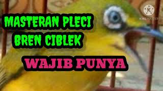 masteran pleci nembak bren ciblek mantap wajib punya ku