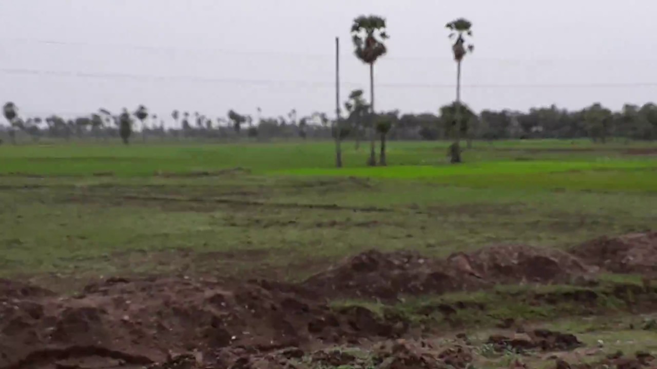 Tarakaturu Village Krishna District Andhra Pradesh , Agriculture fields at Tarakaturu Village