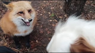 Alice the fox. The dogs do not allow him to approach the fox.