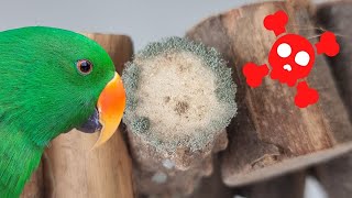 Protect your bird from Mould