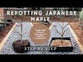Repotting japanese maple from huge nursery container to shallow container  step by step