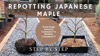 Repotting Japanese Maple from Huge Nursery Container to Shallow Container  Step By Step