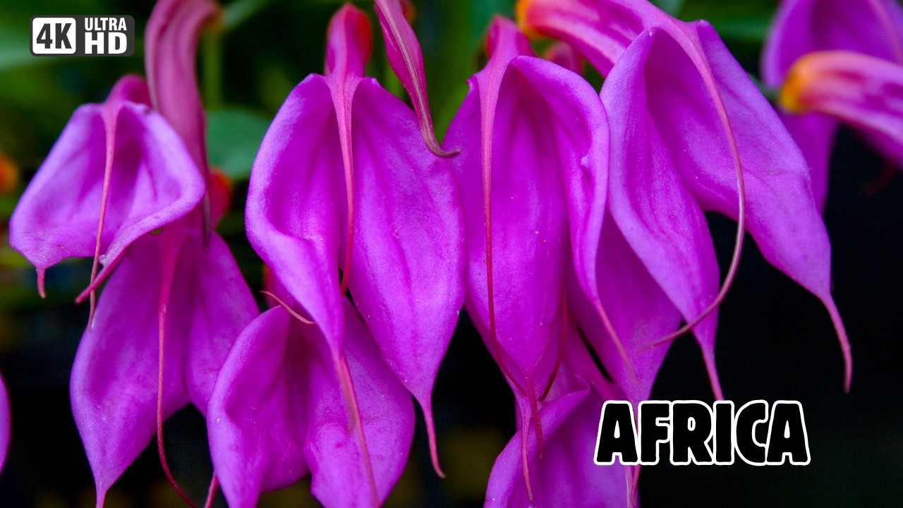 ÁFRICA: Las PLANTAS Más Exóticas y EXTRAÑAS Del Planeta | Documental Parte 2