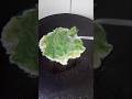 "Spinach Omelette &amp; Toast | Quick &amp; Nutritious Baby Breakfast 🥚🌿"#shortviral