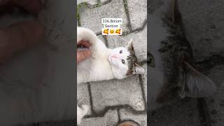 Boncuk Pamuk Muezza 336.Bölüm