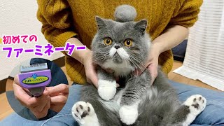 ファーミネーターデビューしたブサカワねこ。【エキゾチックショートヘア】