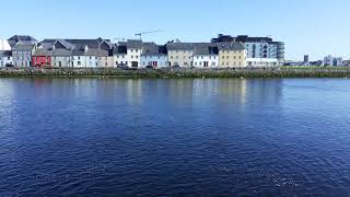 5 Seals In Galway Corrib River
